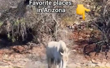 “Where can we go see them?”