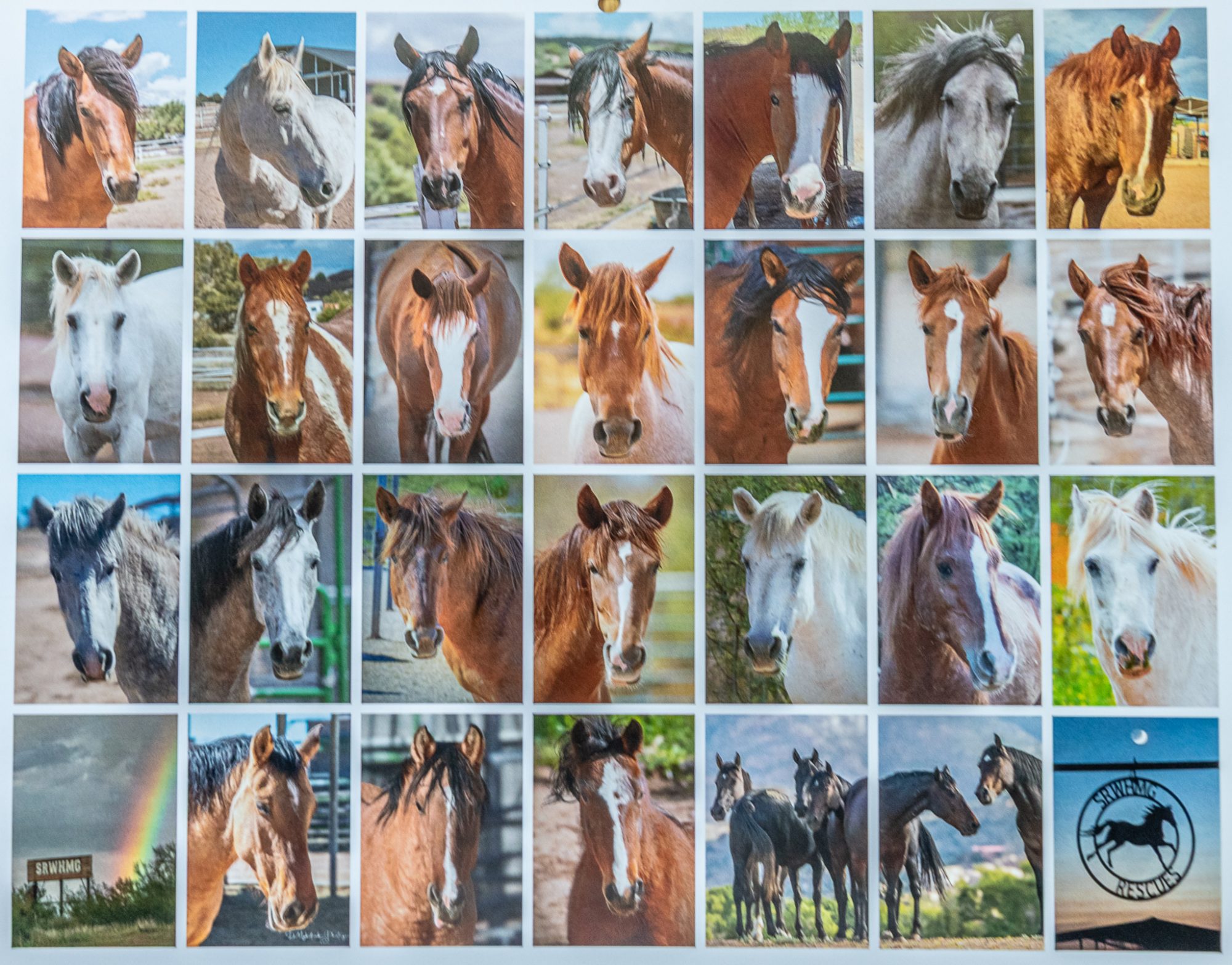 Did you know SRWHMG has a facebook page dedicated to just our Wild Rescues?