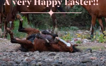 Happy Easter from the Salt River Wild Horse Management Group