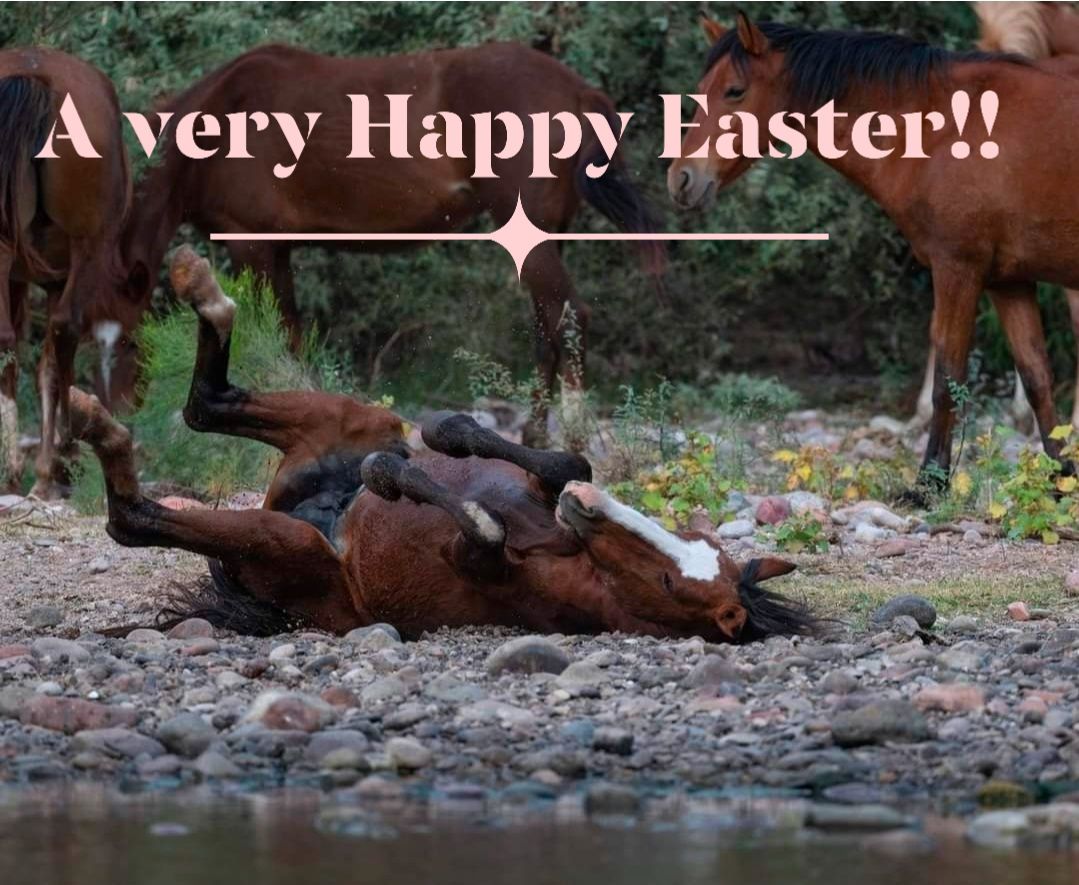 Happy Easter from the Salt River Wild Horse Management Group