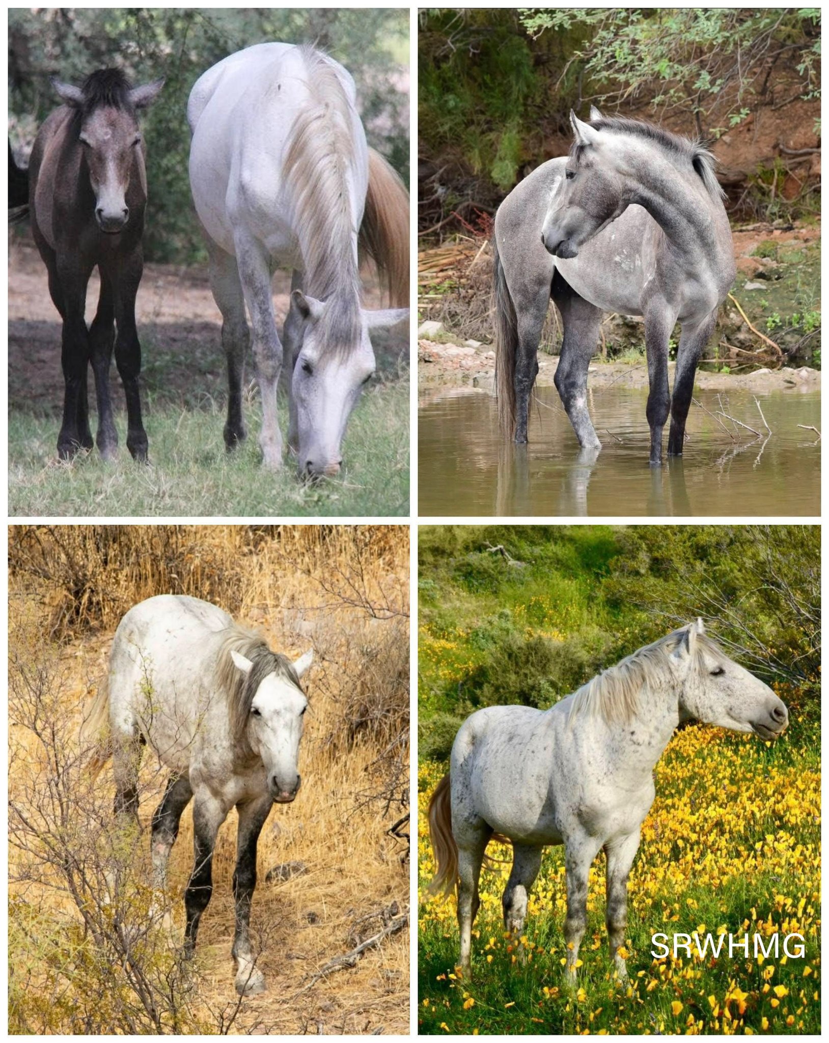 As the River Flows: Poppy