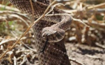 It’s that time of year again…☀️🐍