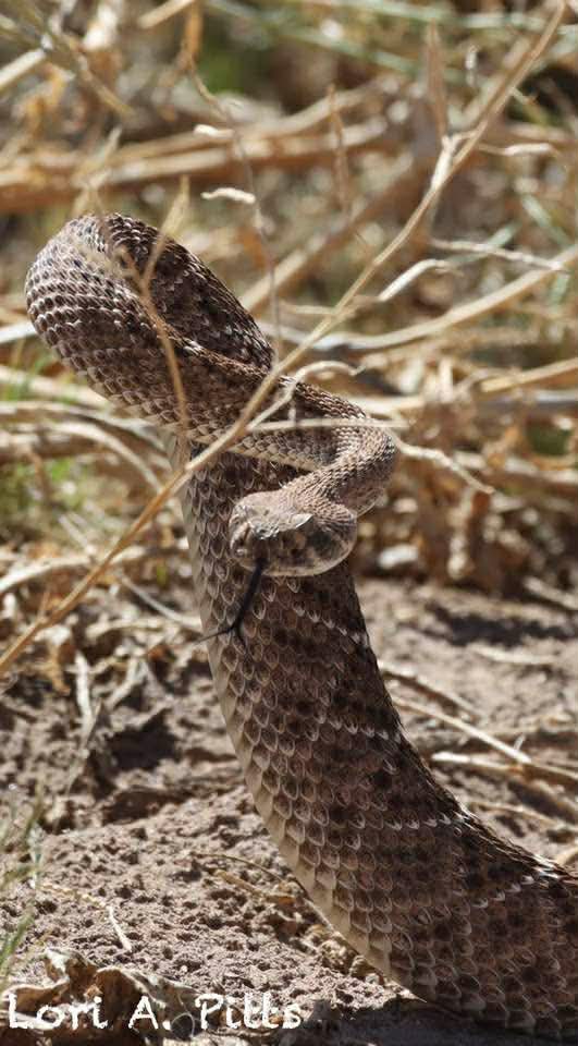 It’s that time of year again…☀️🐍