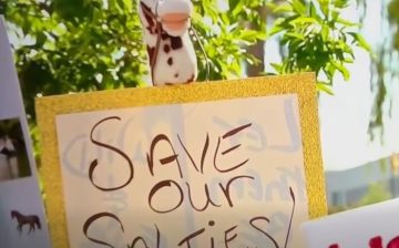 Arizonans and legislators stand up for the “Salties”!