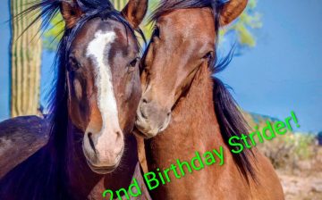 Happy second birthday, Strider!