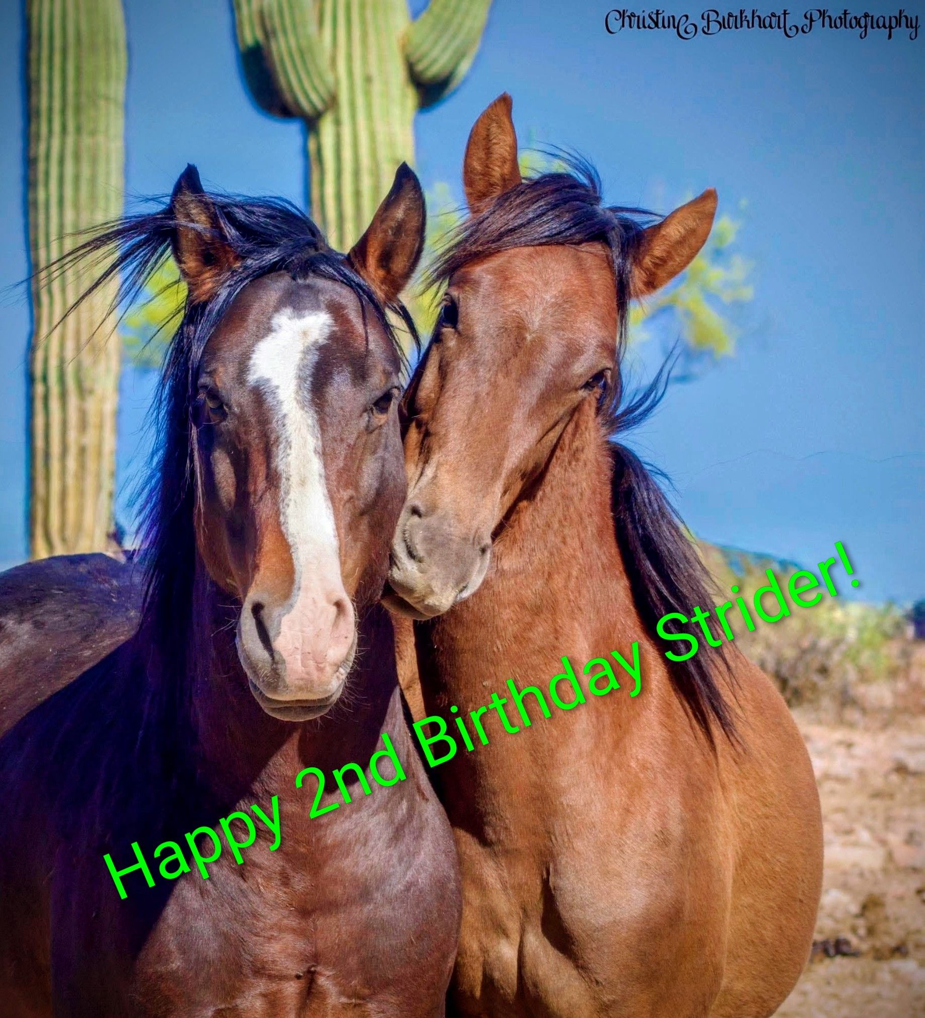 Happy second birthday, Strider!